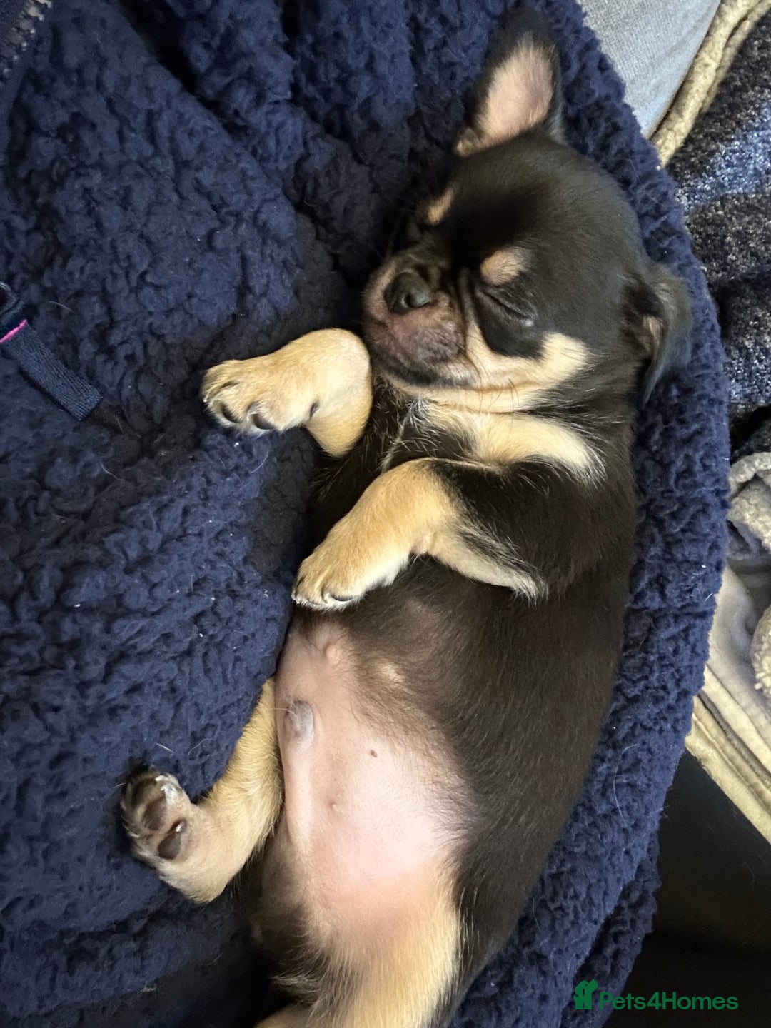 Chug dogs for sale: Chug male  - Image 5