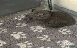 British Shorthair cats for sale: Champion bloodline British short gccf registerd  - Image 8