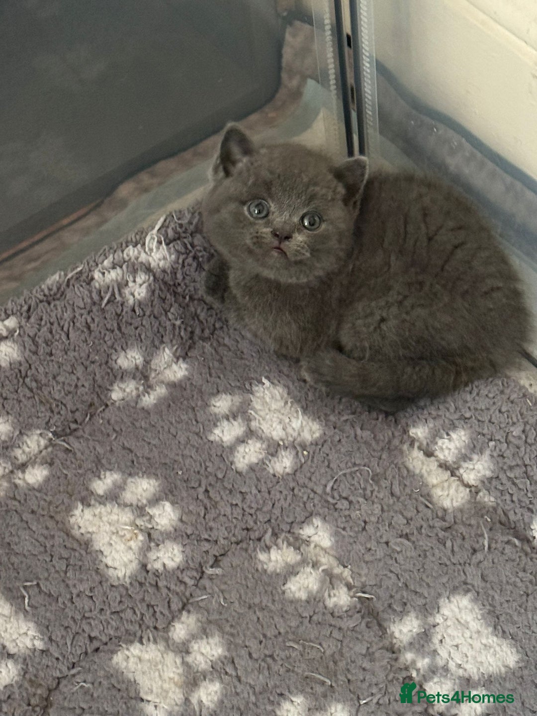British Shorthair cats for sale: Champion bloodline British short gccf registerd  - Image 8