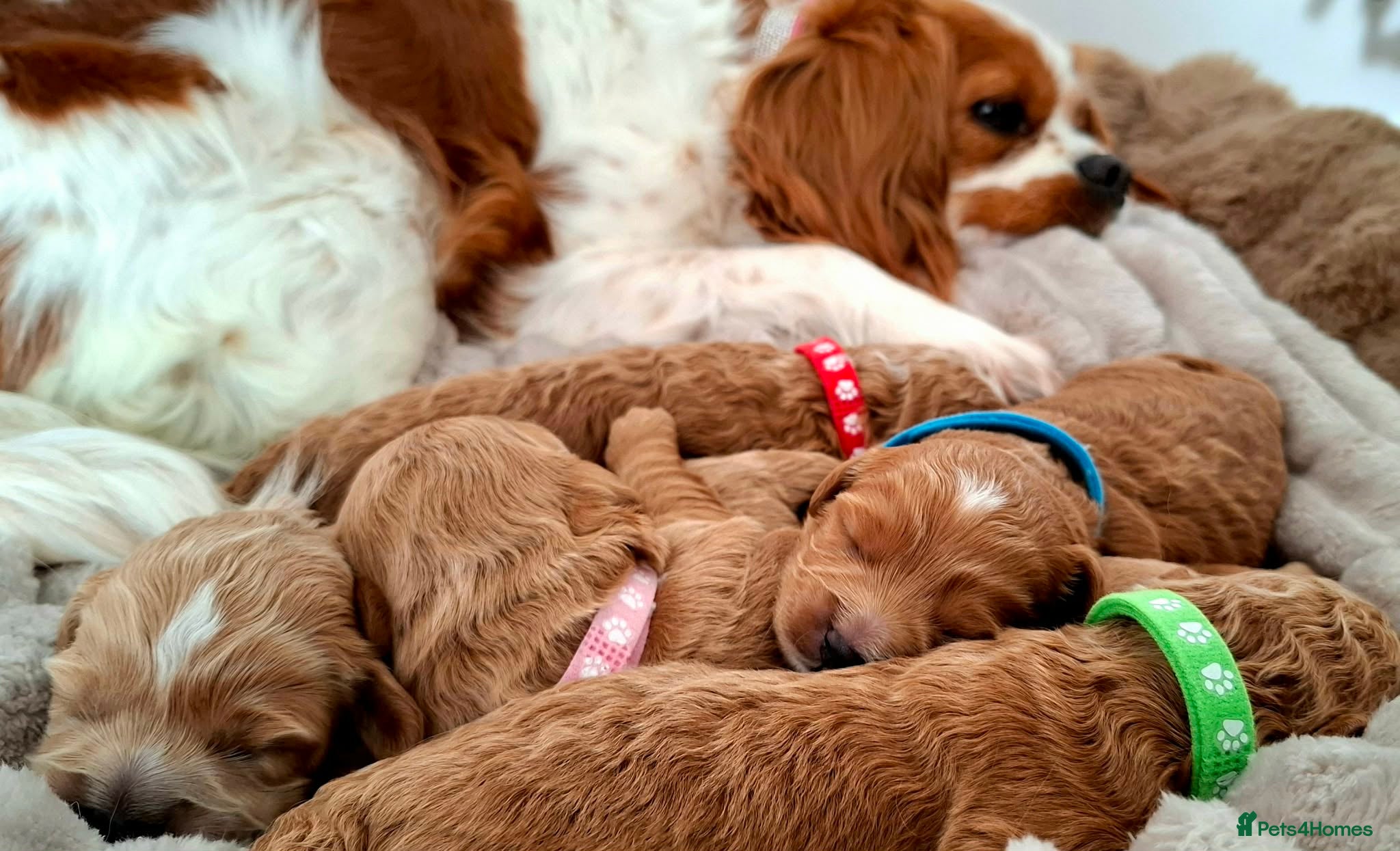 Cavapoo dogs 🥇❤️Beautiful F1 Cavapoo Puppies 5★ Reviews 🐾 - Advert 2