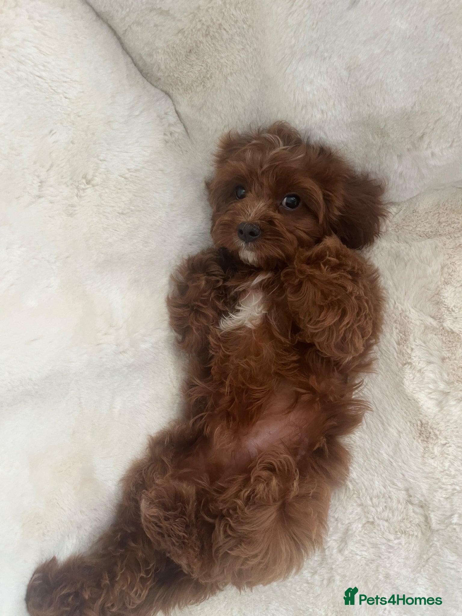 Cavapoo dogs Merlesque F1 10 week old trained puppies - Advert 1