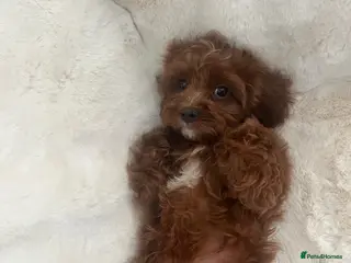 Cavapoo dogs Merlesque F1 10 week old trained puppies - Advert 16