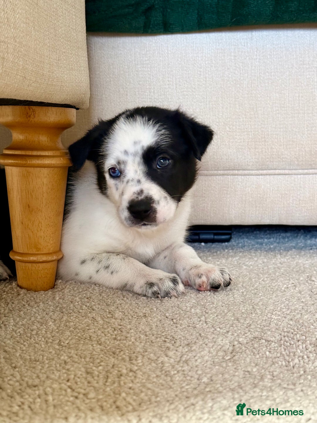 Border Collie dogs for sale: Litter of 5 border collies for sale - Image 14