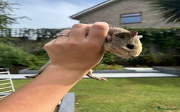 Guinea Pig rodents for sale: Guineapigs for sale  - Image 5
