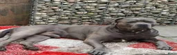 Cane Corso dogs for sale: Blue Cane Corso puppy in Bristol - Advert 3