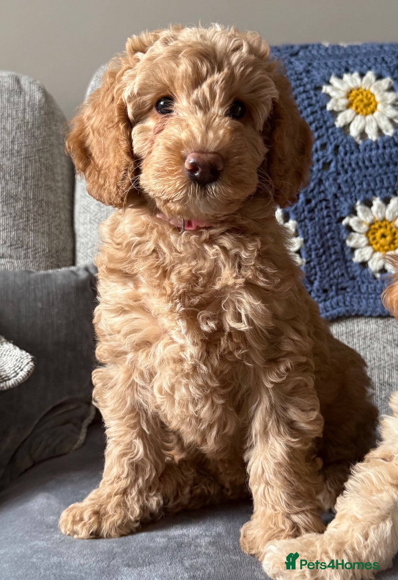 Labradoodle dogs LAST 2 GIRLS LEFT F1BB Labradoodle Puppies - Advert 2