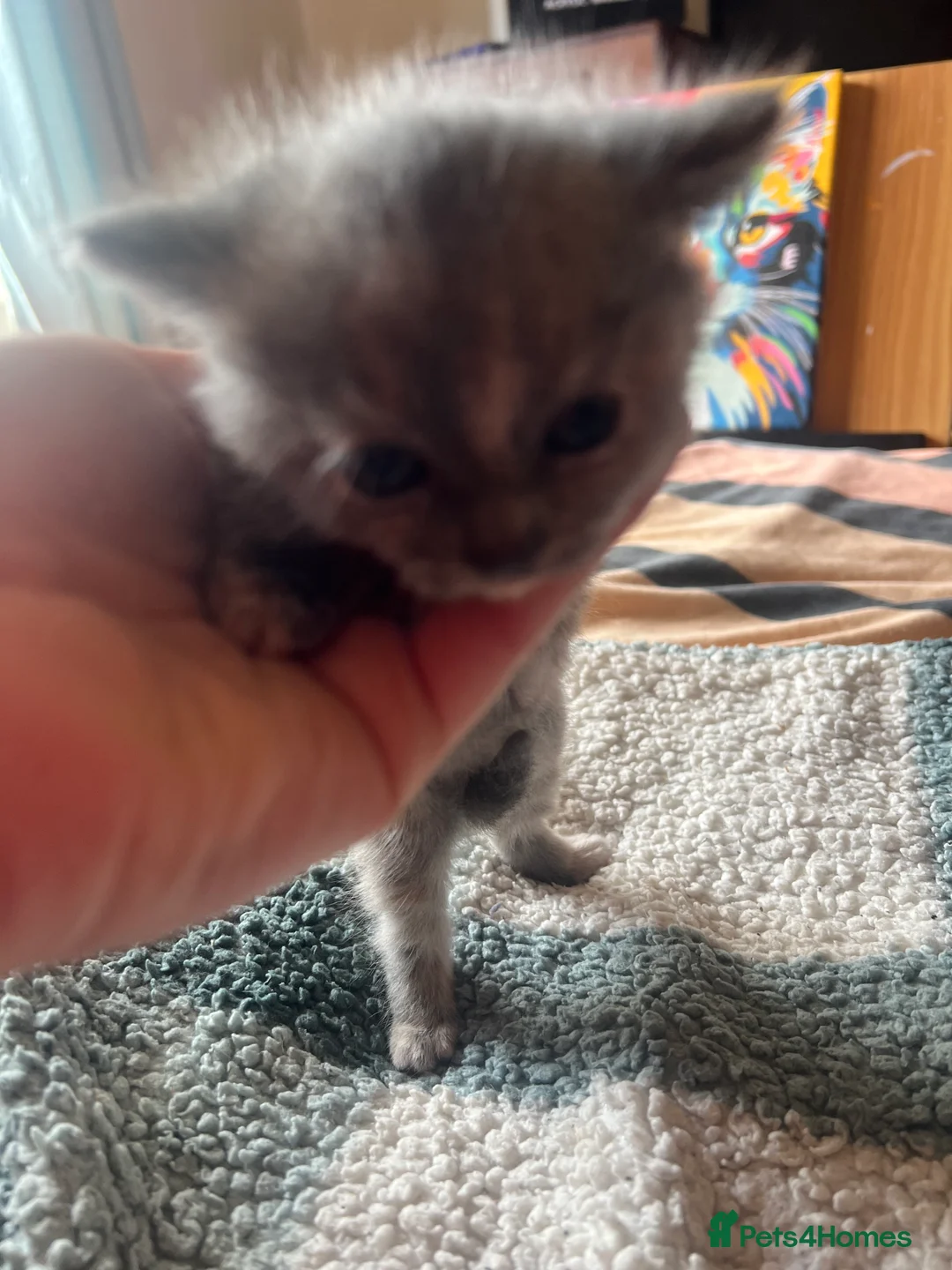British Shorthair cats for sale: Rare Grey/ginger Tortoiseshells  - Advert 13