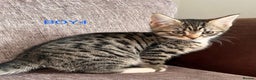Mixed Breed cats for sale: Amazing kittens for sale  - Advert 24