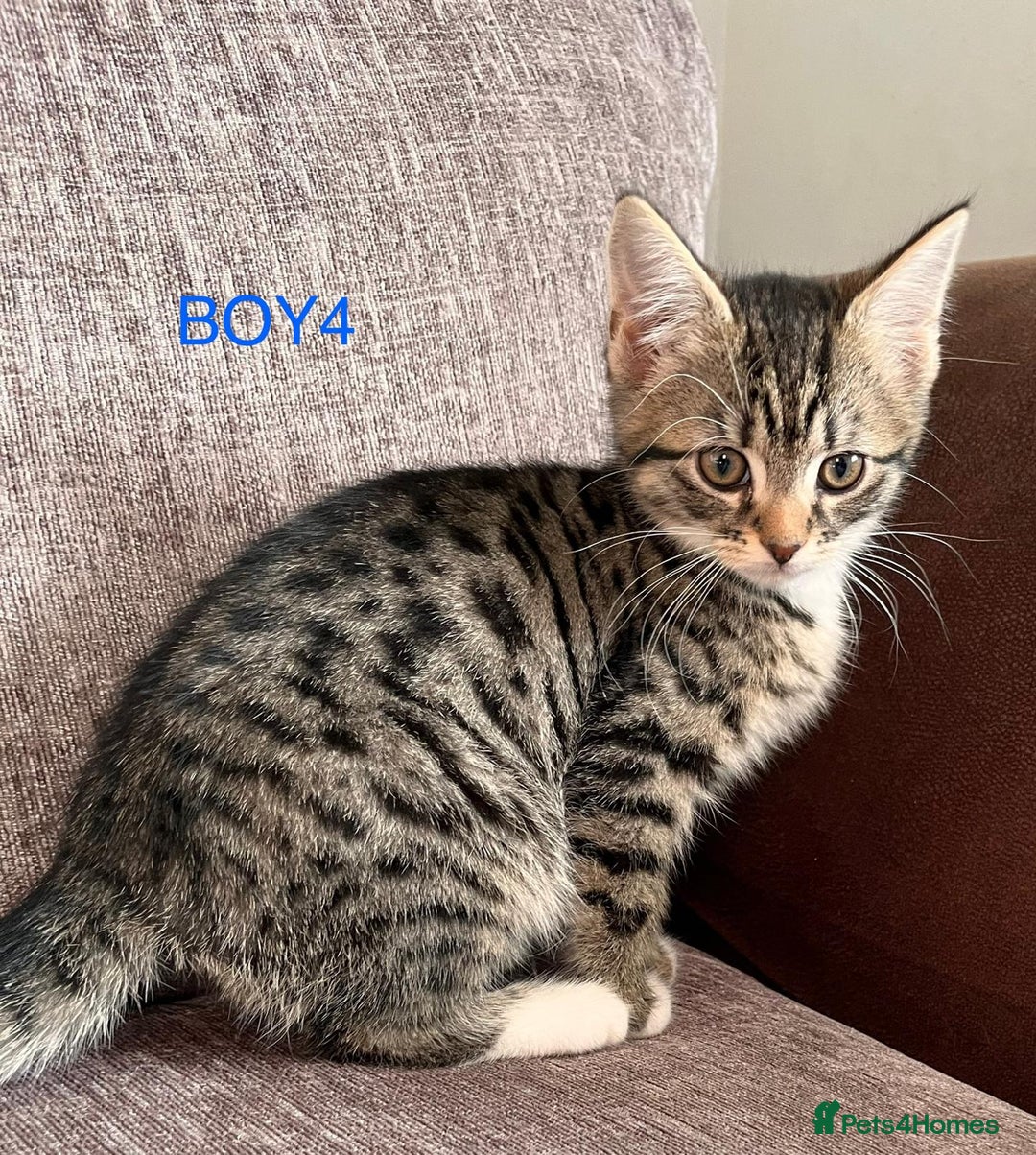 Mixed Breed cats for sale: Amazing kittens for sale  - Advert 24