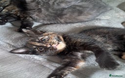 British Shorthair cats for sale: Gorgeous 8 week old kittens  - Image 4