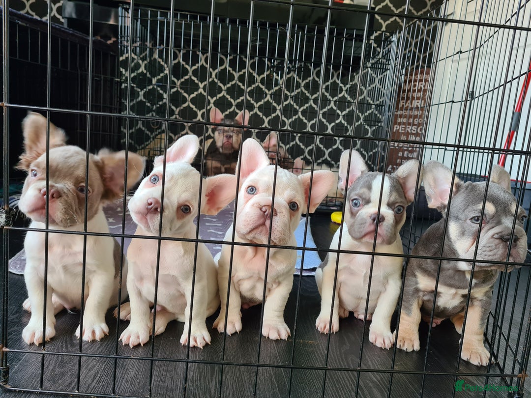 French Bulldog dogs for sale: 5 French bulldog puppies. Pied fluffy - Advert 1