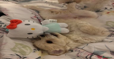 Mixed Breed dogs Peke-a-Chon puppies 🐶  - Advert 16