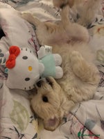 Mixed Breed dogs Peke-a-Chon puppies 🐶 - Advert 6