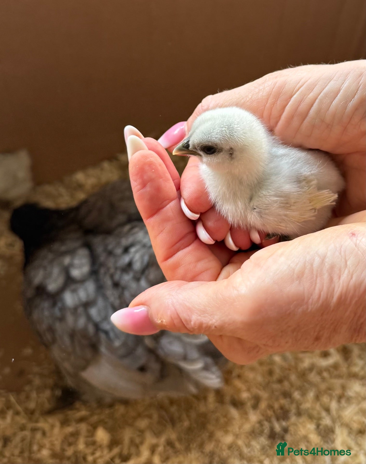 Chickens poultry 🐥6 GORGEOUS ONE WEEK OLD SILKIE CHICKS AVAILABLE - Advert 1