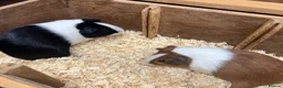 Guinea Pig rodents for sale: Male/Boars Dutch guinea pigs - Advert 11