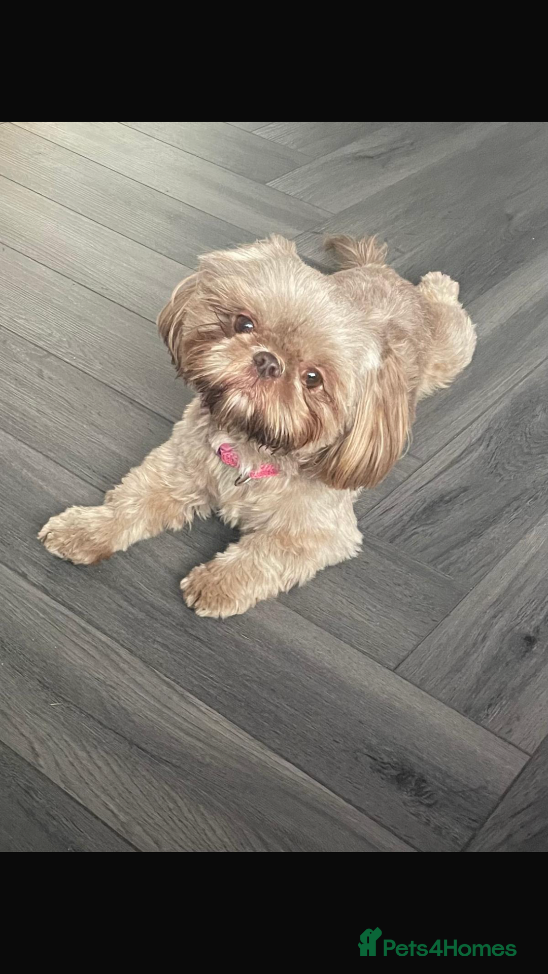 Shih Tzu dogs for sale: Imperial shih tzu puppies  - Advert 5