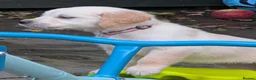 Golden Retriever dogs for sale: KC registered cream golden retriever  - Advert 6