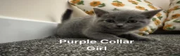 British Shorthair cats for adoption: British Shorthair and Ragdoll Mix Kittens in Walsall - Advert 7