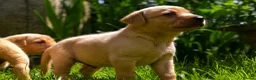 Labrador Retriever dogs for sale: Top Deep Red Quality Labrador Puppies KC Reg  - Advert 9