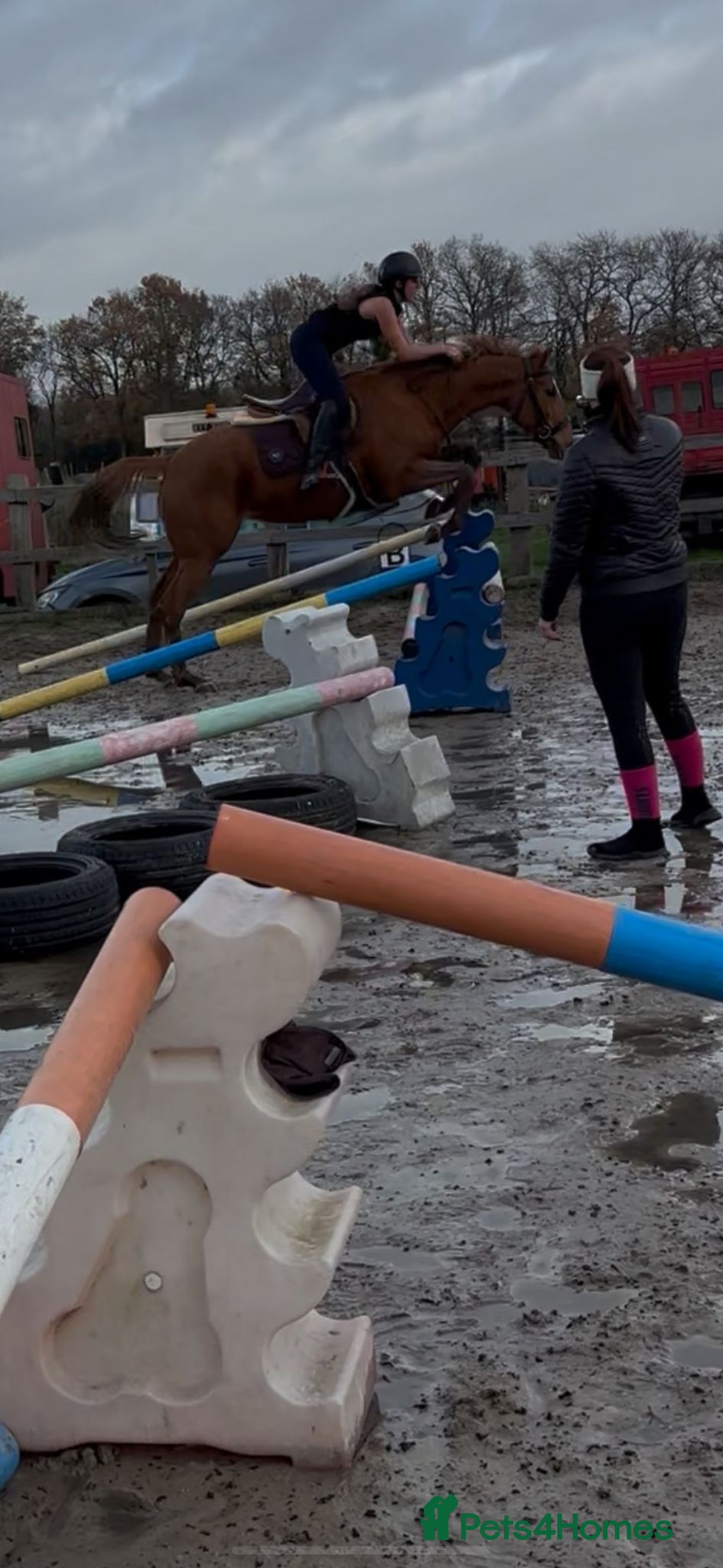 English Thoroughbred horses for sale: Super safe anyones ride - Advert 6