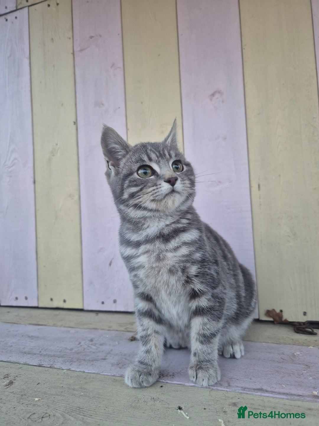 Domestic Shorthair cats for sale: 💙 Stunning boy looking for his furever home 💙 - Advert 11