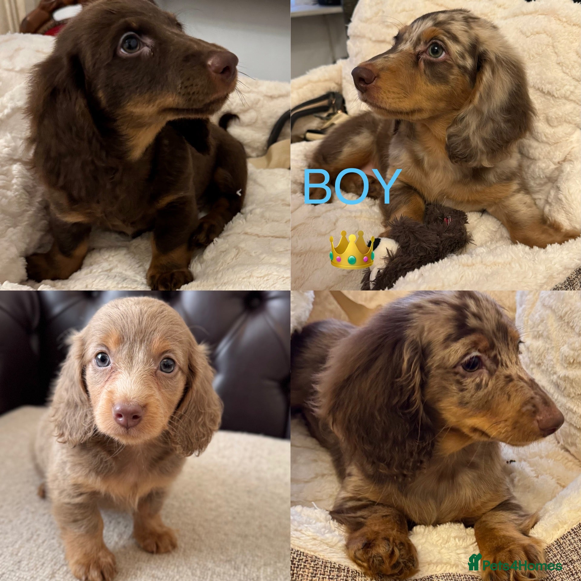 Miniature Dachshund dogs Dachshund miniature long hair  - Advert 4
