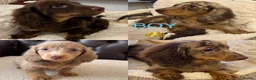 Miniature Dachshund dogs for sale: Dachshund miniature long hair  - Advert 5