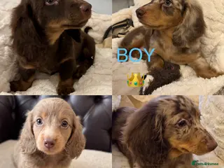 Miniature Dachshund dogs Dachshund miniature long hair - Advert 4