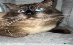 Ragdoll cats for stud: Stunning ragdoll for stud  - Image 11