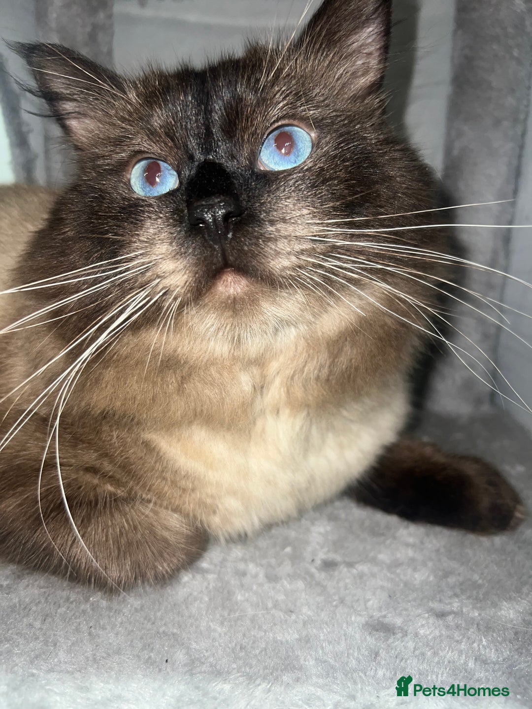Ragdoll cats for stud: Stunning ragdoll for stud  - Image 11