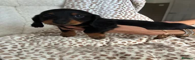 Miniature Dachshund 4