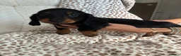 Miniature Dachshund dogs for sale: BLACK AND TAN MINIATURE DOXIES  in Wallsend - Advert 2