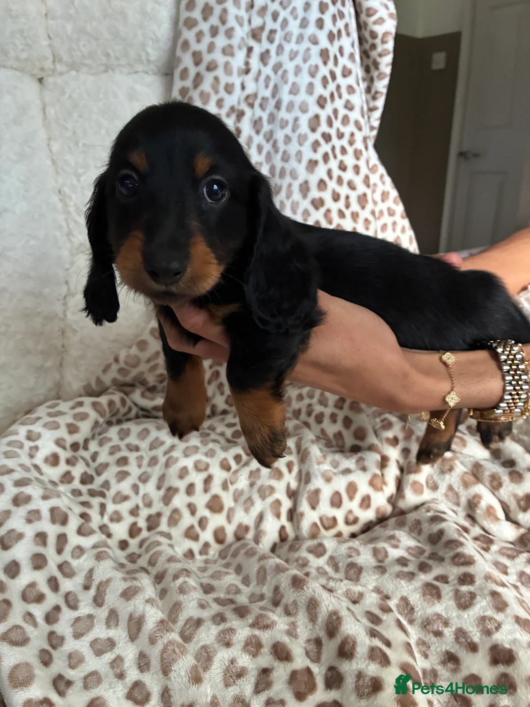 Miniature Dachshund dogs for sale: BLACK AND TAN MINIATURE DOXIES  in Wallsend - Advert 2