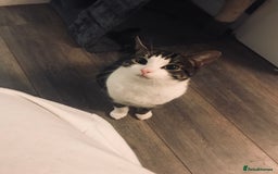 British Shorthair cats for sale: Male cat for rehoming - Image 3