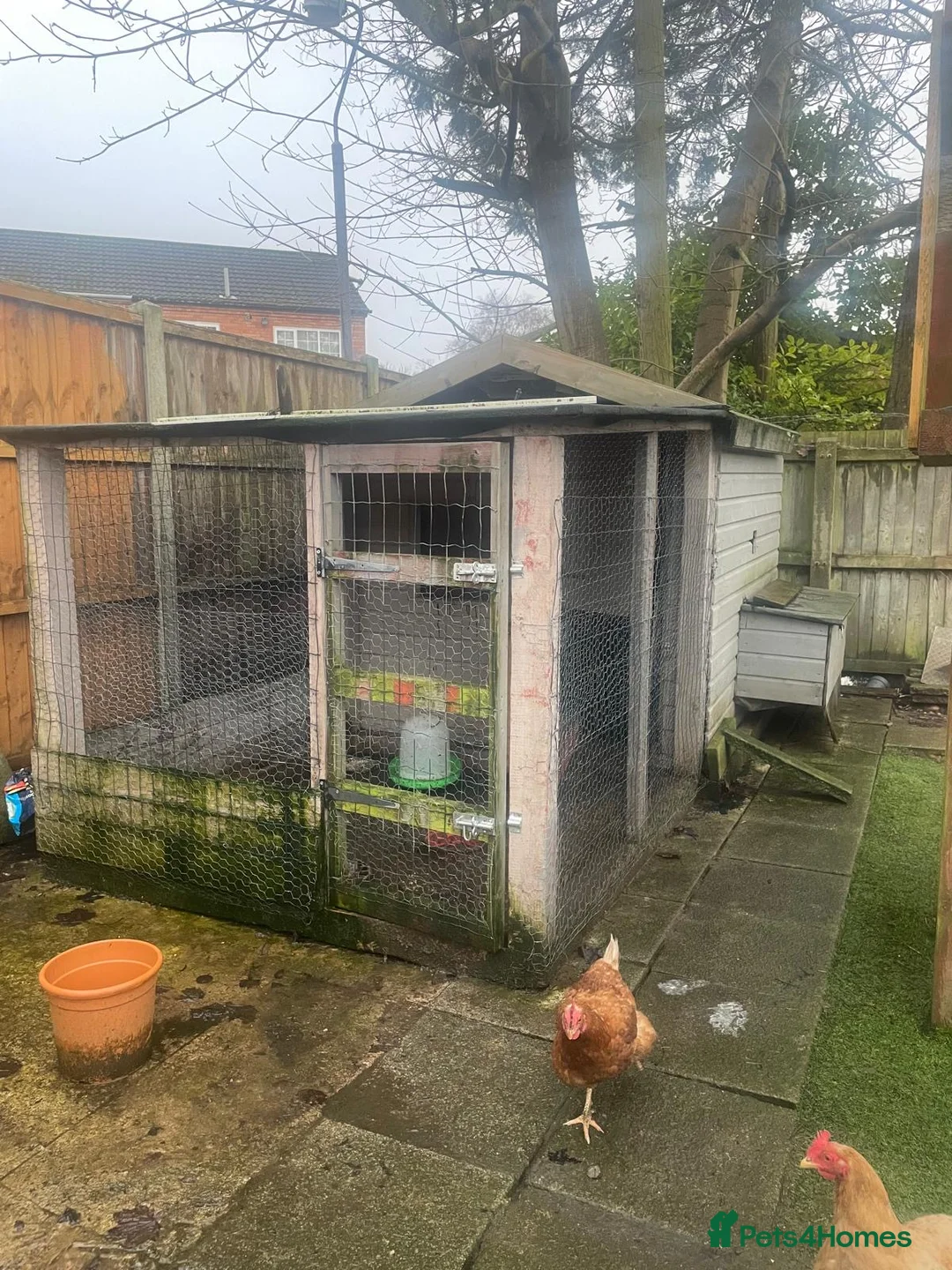 Mixed Breed birds for sale: Chicken and coop for sale in Birmingham - Advert 3