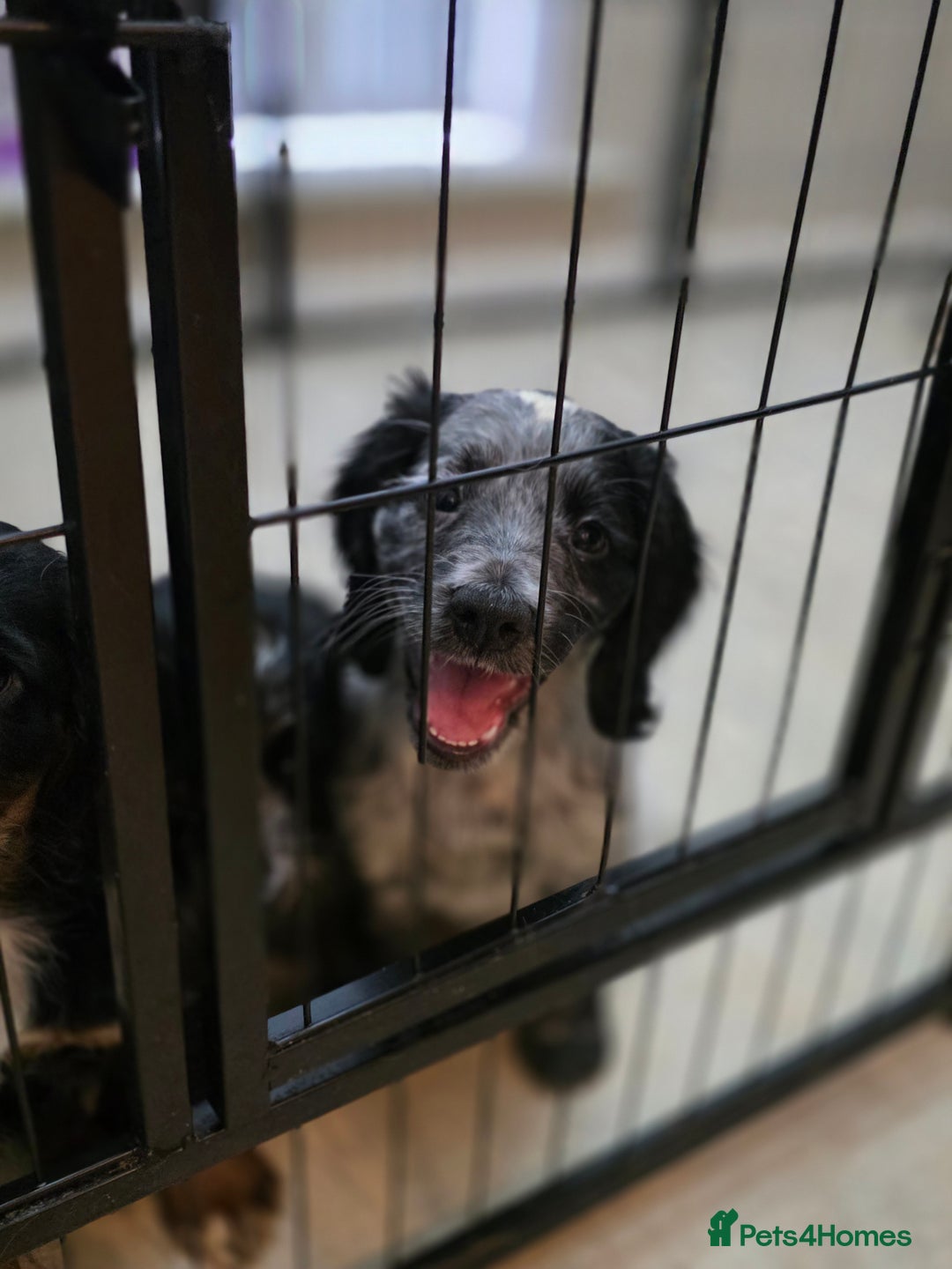 Cocker Spaniel dogs for sale: 1 left Working coker spaniel  - Advert 9