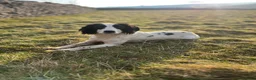 English Springer Spaniel dogs for sale: KC HEALTH TESTED SPRINGER SPANIEL PUPPIES  - Advert 8