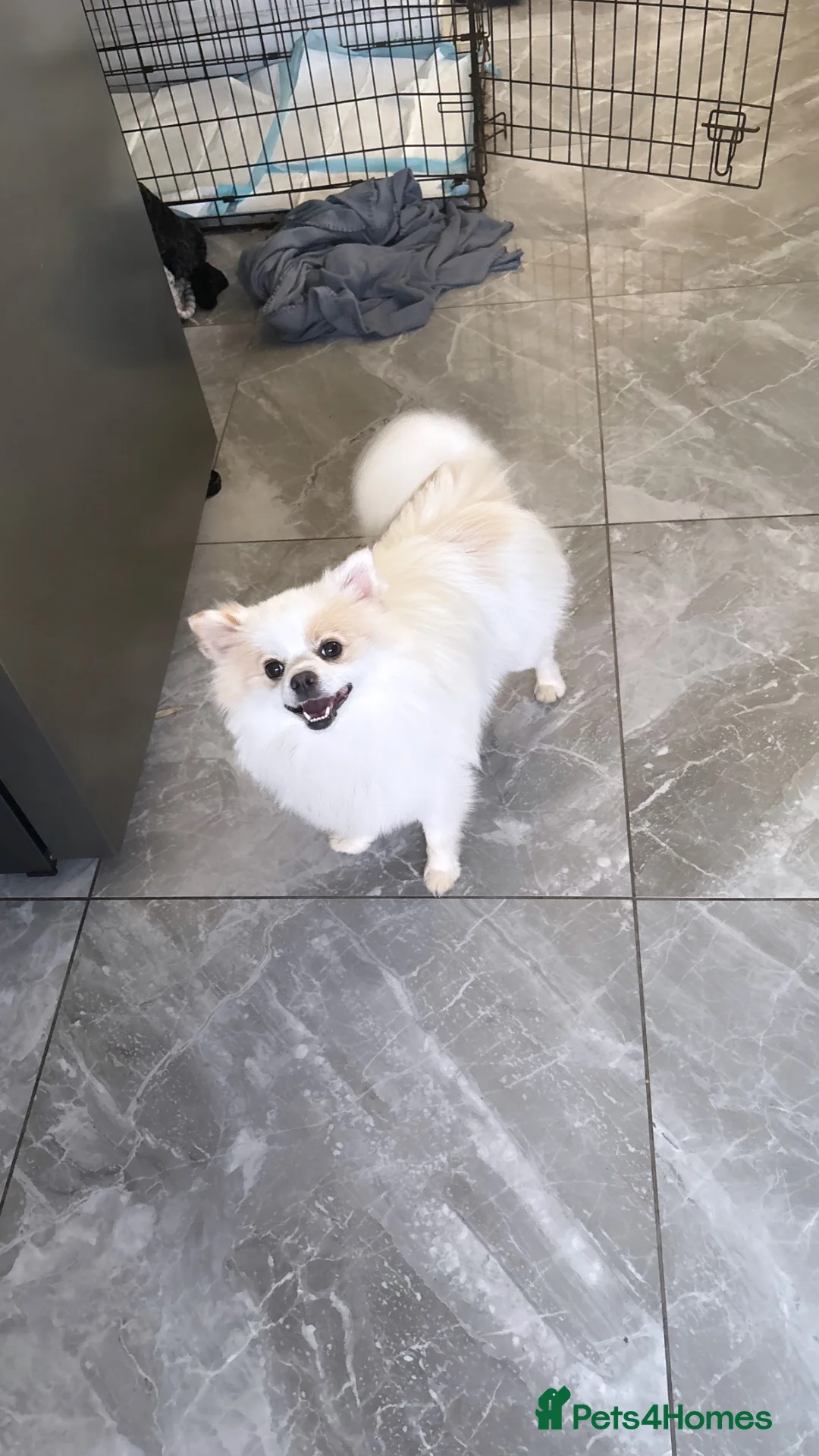 Pomeranian dogs for stud: Pacho NORTH WEST  in Ellesmere Port - Advert 3