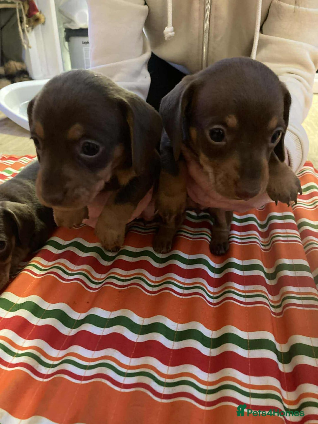 Miniature Dachshund dogs for sale: Miniature daschund puppies  - Advert 4
