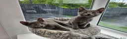 Russian Blue cats for sale: GCCF Registered Russian Blue Kittens in Tredegar - Advert 20