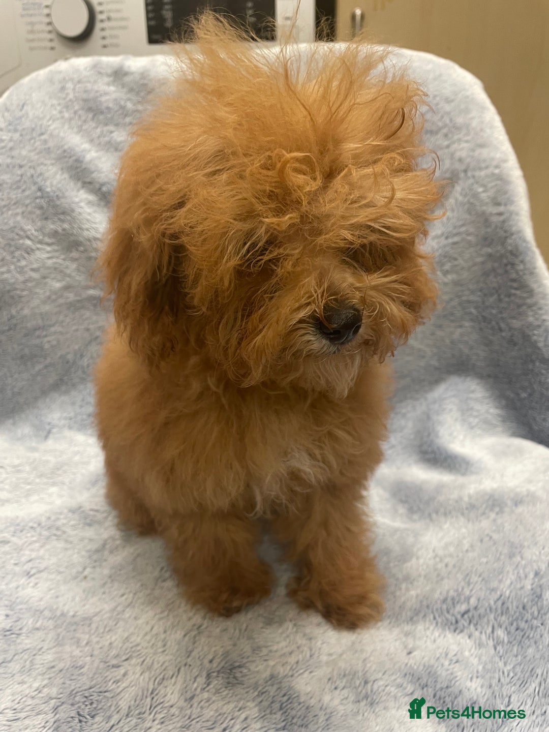 Toy Poodle dogs for sale: Stunning tiny toy poodles  - Advert 10