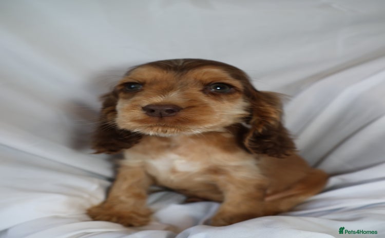 Cocker Spaniel dogs Championline Cocker Spaniel  - Advert 8