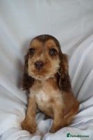 Cocker Spaniel dogs Championline Cocker Spaniel - Advert 15