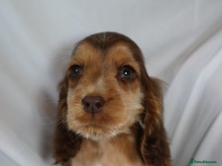 Cocker Spaniel dogs Championline Cocker Spaniel - Advert 15