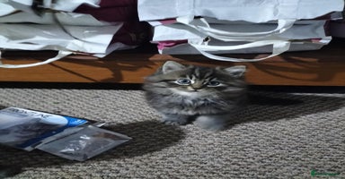 Siberian cats - Advert 8