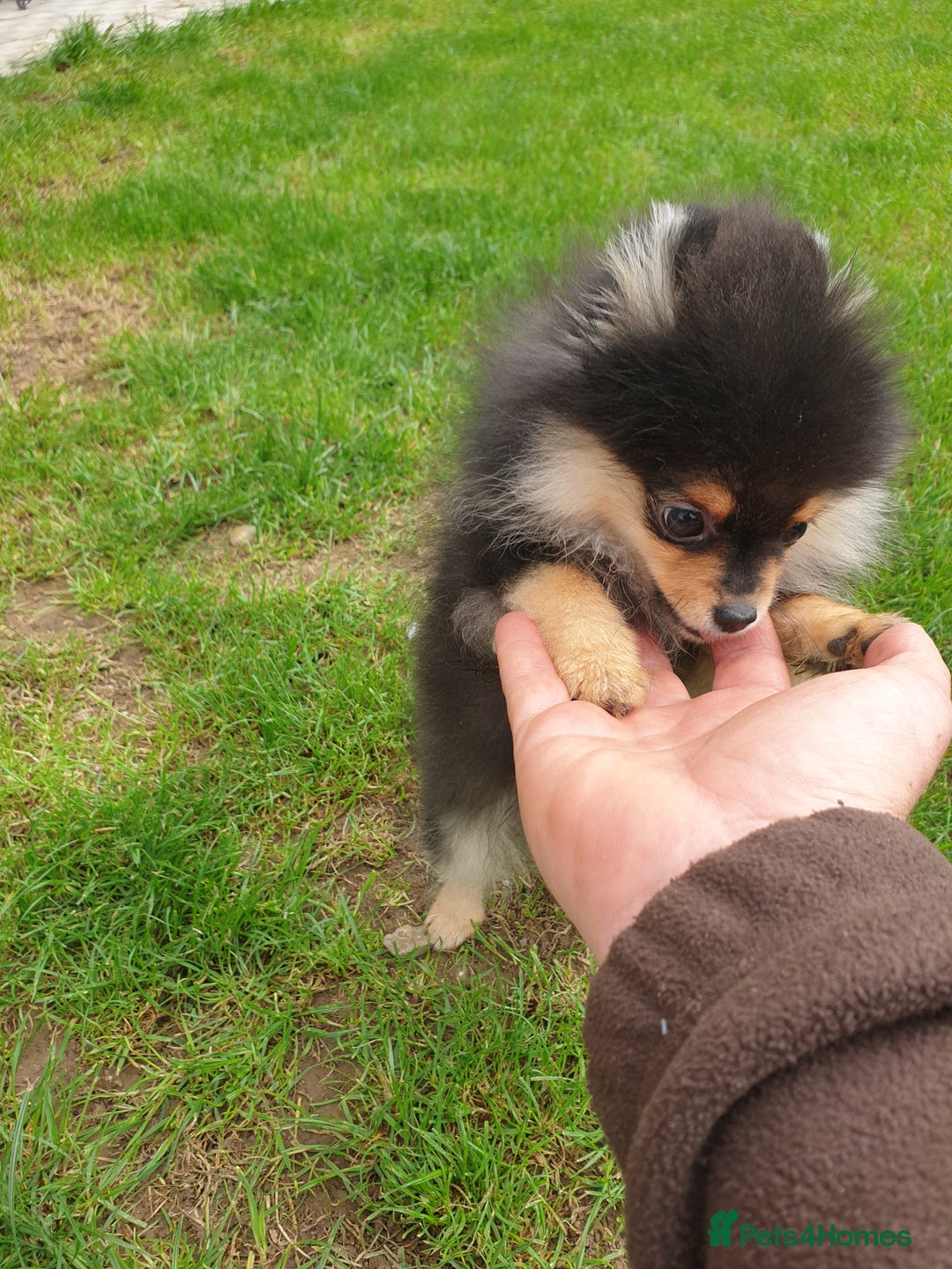 Pomeranian dogs for sale: STANN in Bradford - Image 3