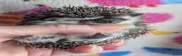 Pygmy Hedgehog rodents for sale: Gorgeous Baby Hoglets/ Ready to Reserve!!! - Advert 9
