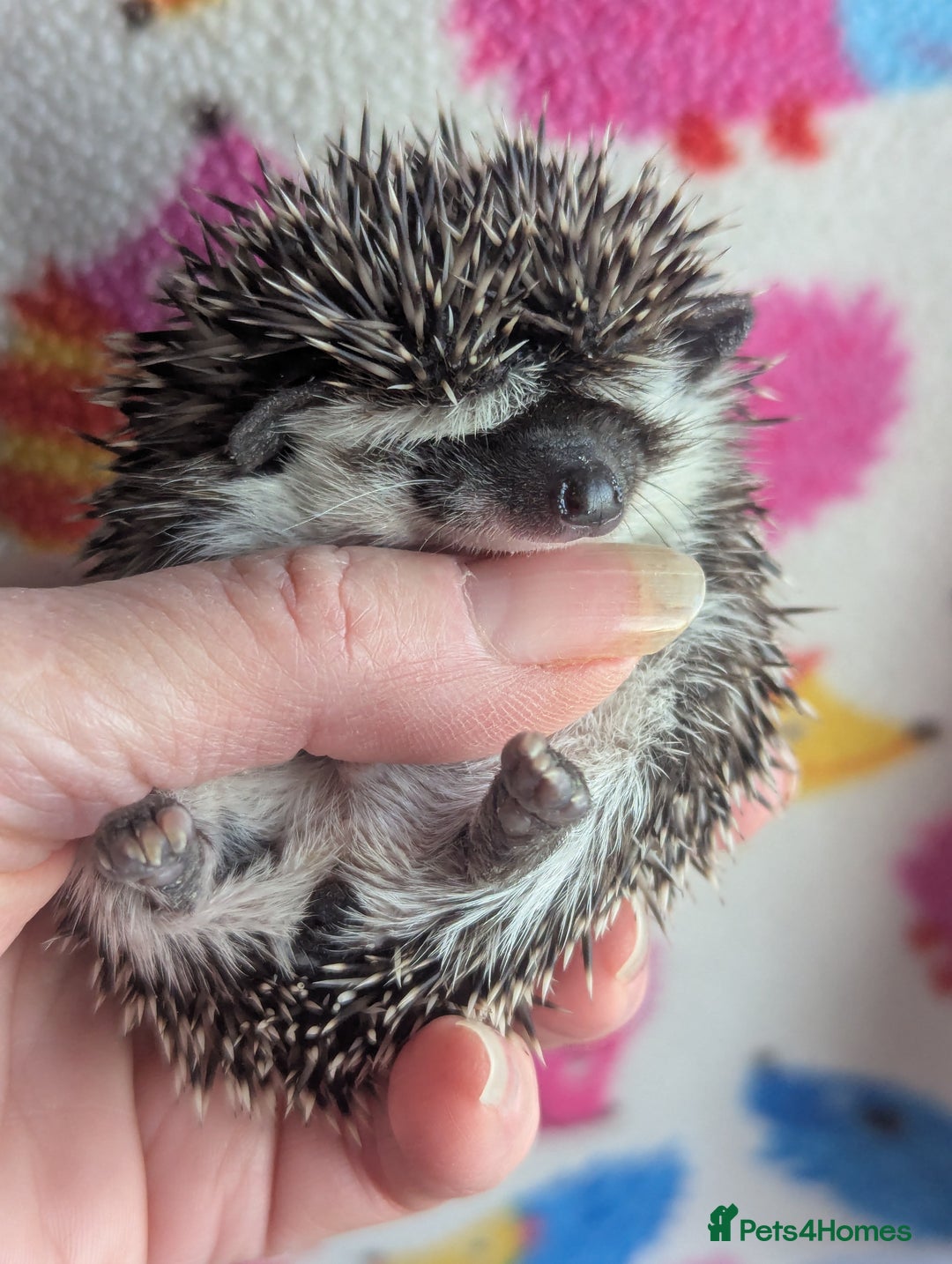 Pygmy Hedgehog rodents for sale: Gorgeous Baby Hoglets/ Ready to Reserve!!! - Advert 9
