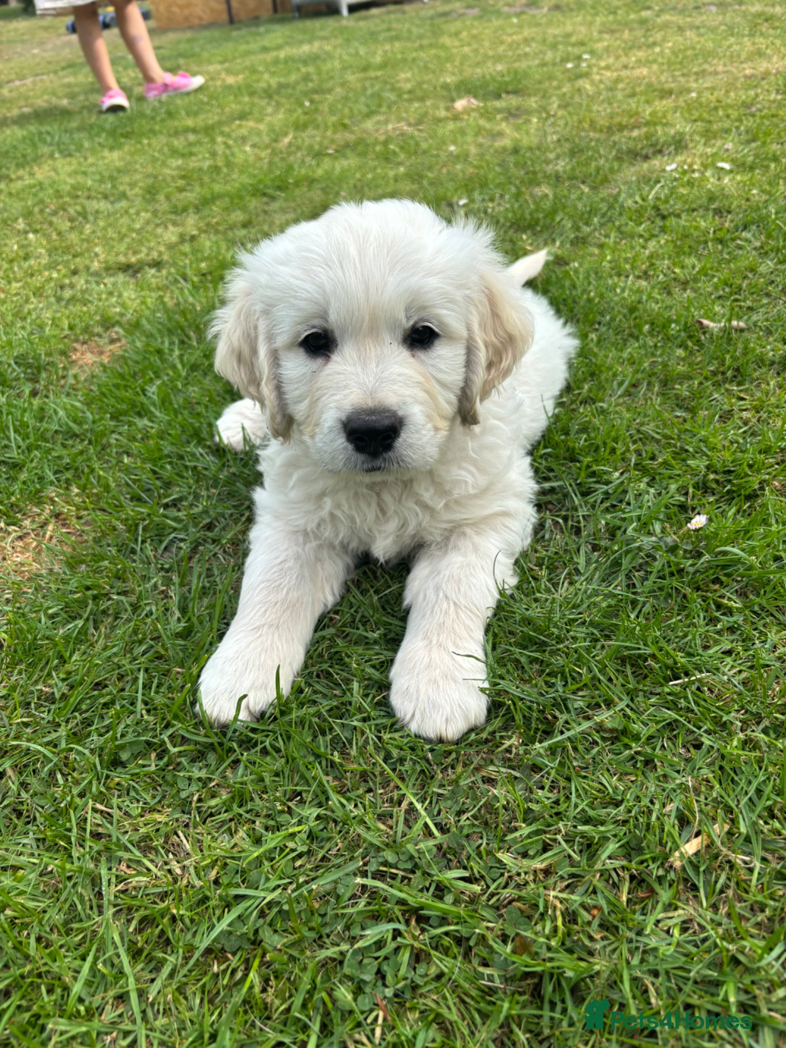 Golden Retriever dogs KC Golden Retriever Male Puppy 8 weeks old - Advert 1