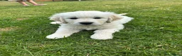 Golden Retriever dogs for sale: KC Golden Retriever Male Puppy 8 weeks old - Advert 1